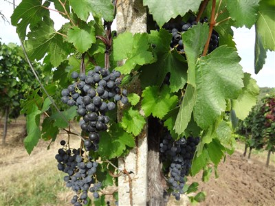 Balaton, pohoří Mátra a Bükk, Eger a Hevíz - cyklo a termály