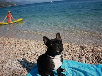 Skvělá zpráva pro pejskaře