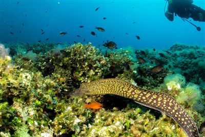 Camping Ville degli Ulivi